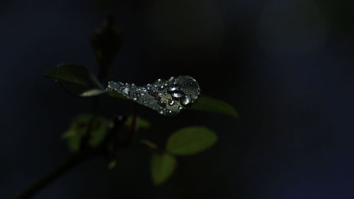 Close-up of raindrops on leaves