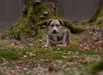 Portrait of a dog relaxing on field