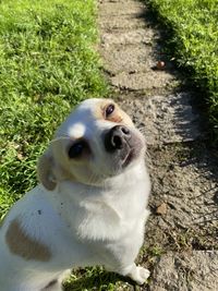 High angle view of dog on field