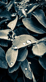 Close-up of plants