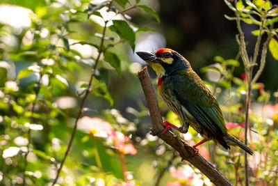 Close-up of coppersmith barbet bird perching on branch