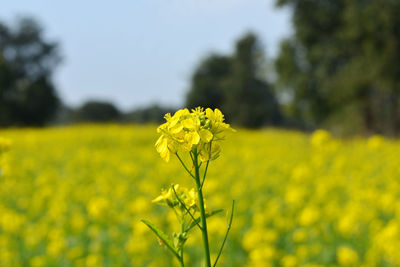 Closeup view of mustard yellow flowers blooming in field
