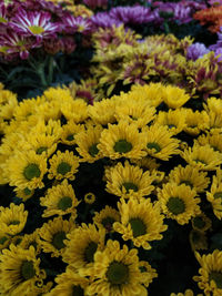 Close-up of yellow flowering plants