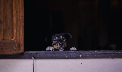 Portrait of dog sitting on wood