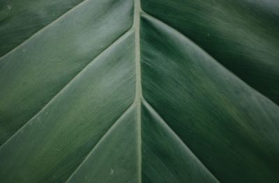 Full frame shot of green leaves