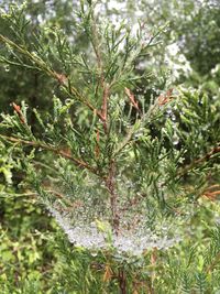 Close-up of fresh green plant