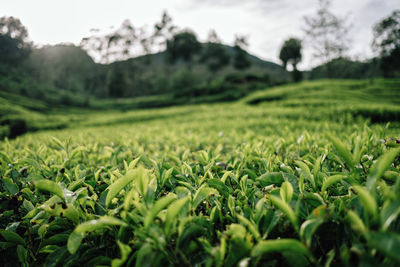 Crops growing on field