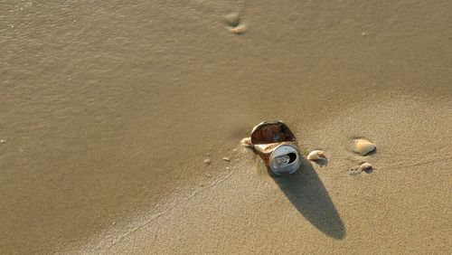 High angle view of crab on beach