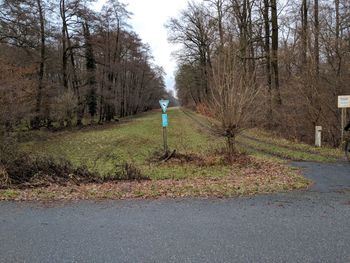 Road amidst bare trees against sky