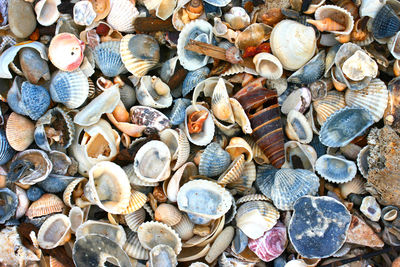 High angle view of shells on beach