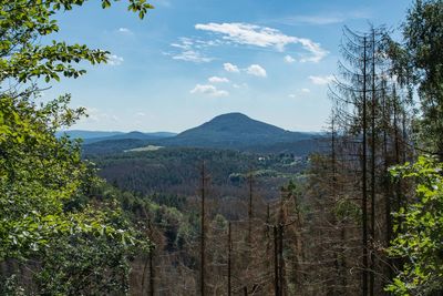 Scenic view of forest against sky