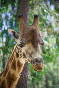 Close-up of an animal