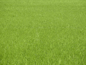 Full frame shot of soccer field