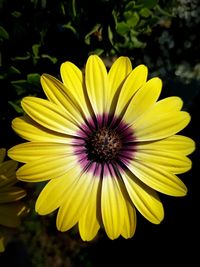 Close-up of yellow flower