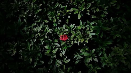 Flowers growing on plant