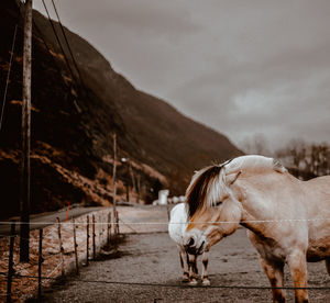 Horse against mountain range