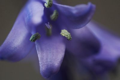 Close-up of purple flowering plant