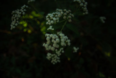 Close-up of white flowering plant