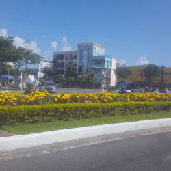 Yellow flowering plants by road against sky in city