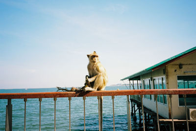 Monkey on railing by sea against sky