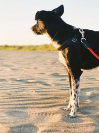 Dog standing against sky