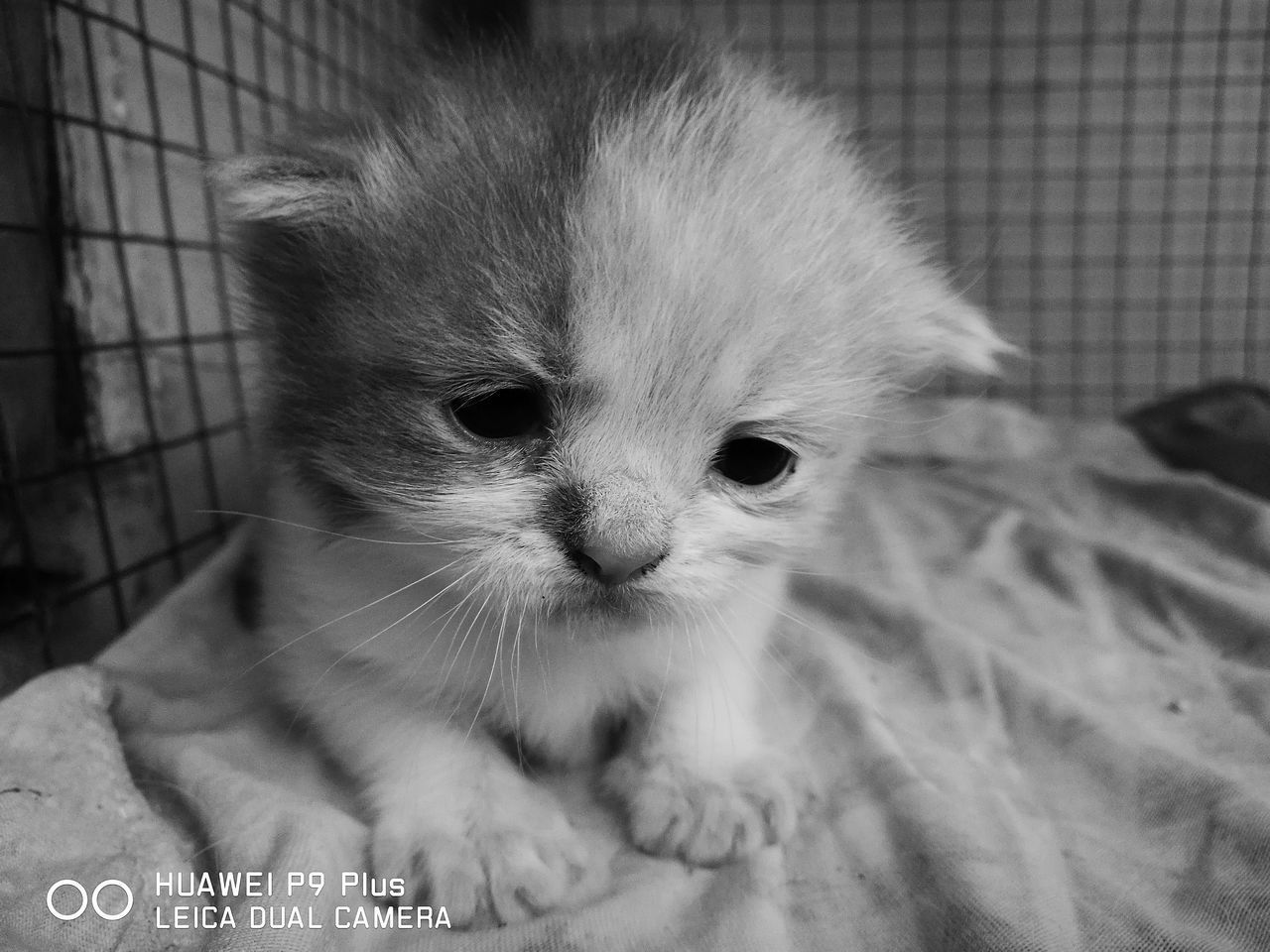 CLOSE-UP PORTRAIT OF CAT