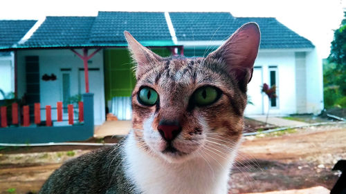 Close-up portrait of a cat