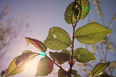 Close-up of leaves against sky