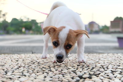 Close-up portrait of dog