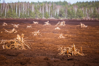 A peat harvest area in swamp in spring