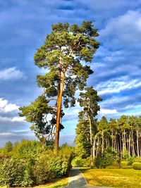 Trees on field against sky