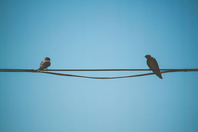 Low angle view of birds perching on cable against clear blue sky