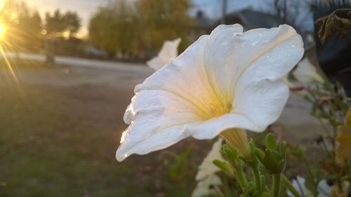 Close-up of flower against blurred background