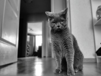 Portrait of cat sitting on floor at home