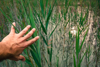 Cropped hand touching grass growing by lake