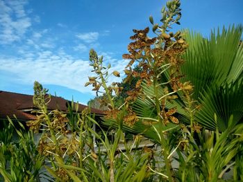 Crops growing on field against sky