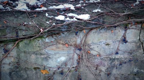 Close-up of tree branches in winter