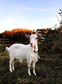 White horse standing in field