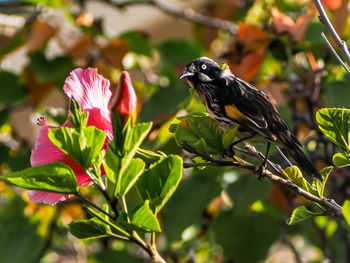 Close-up of butterfly perching on flower