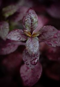 Close-up of water drops on rose flower