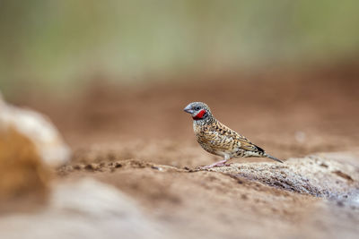 Close-up of bird perching on rock