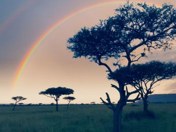 Scenic view of trees on field against rainbow in sky