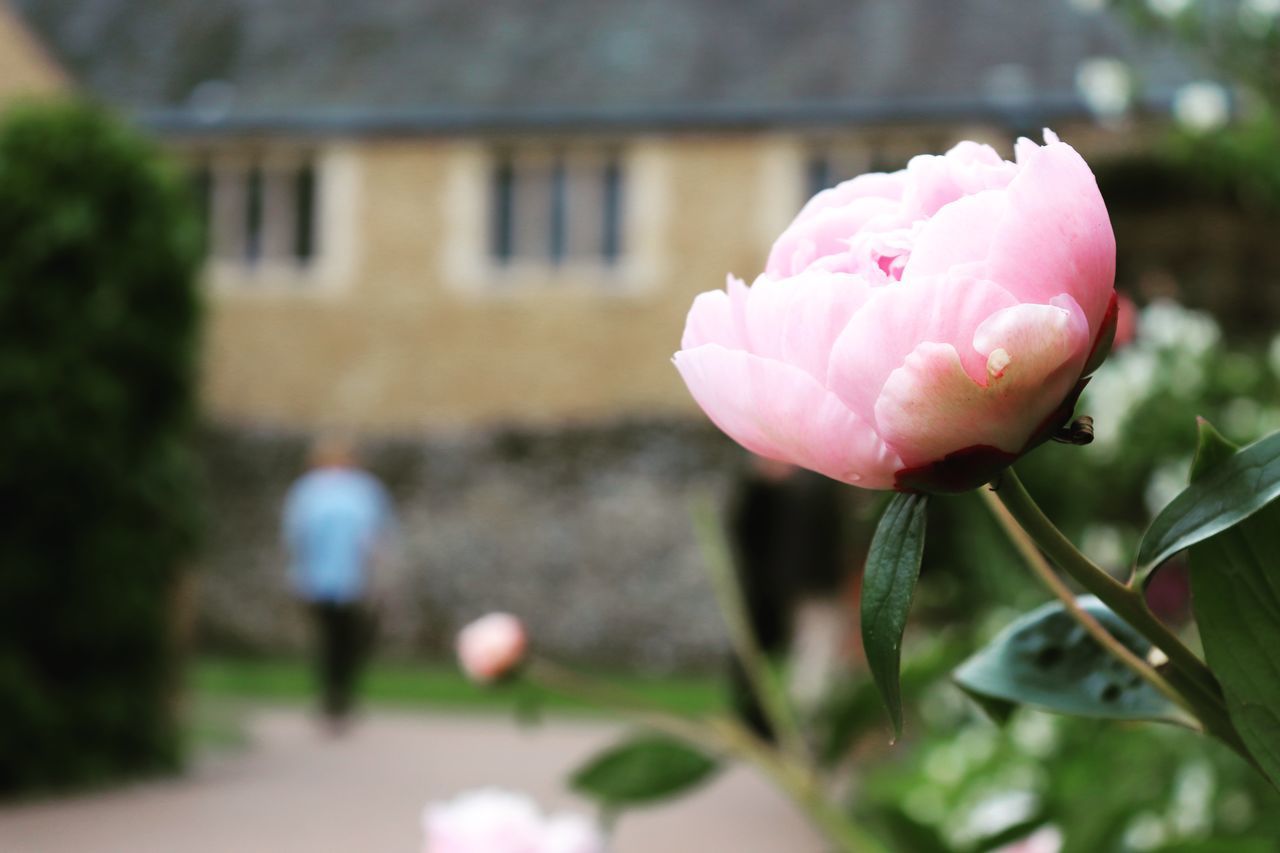 CLOSE-UP OF PINK FLOWERING PLANTS