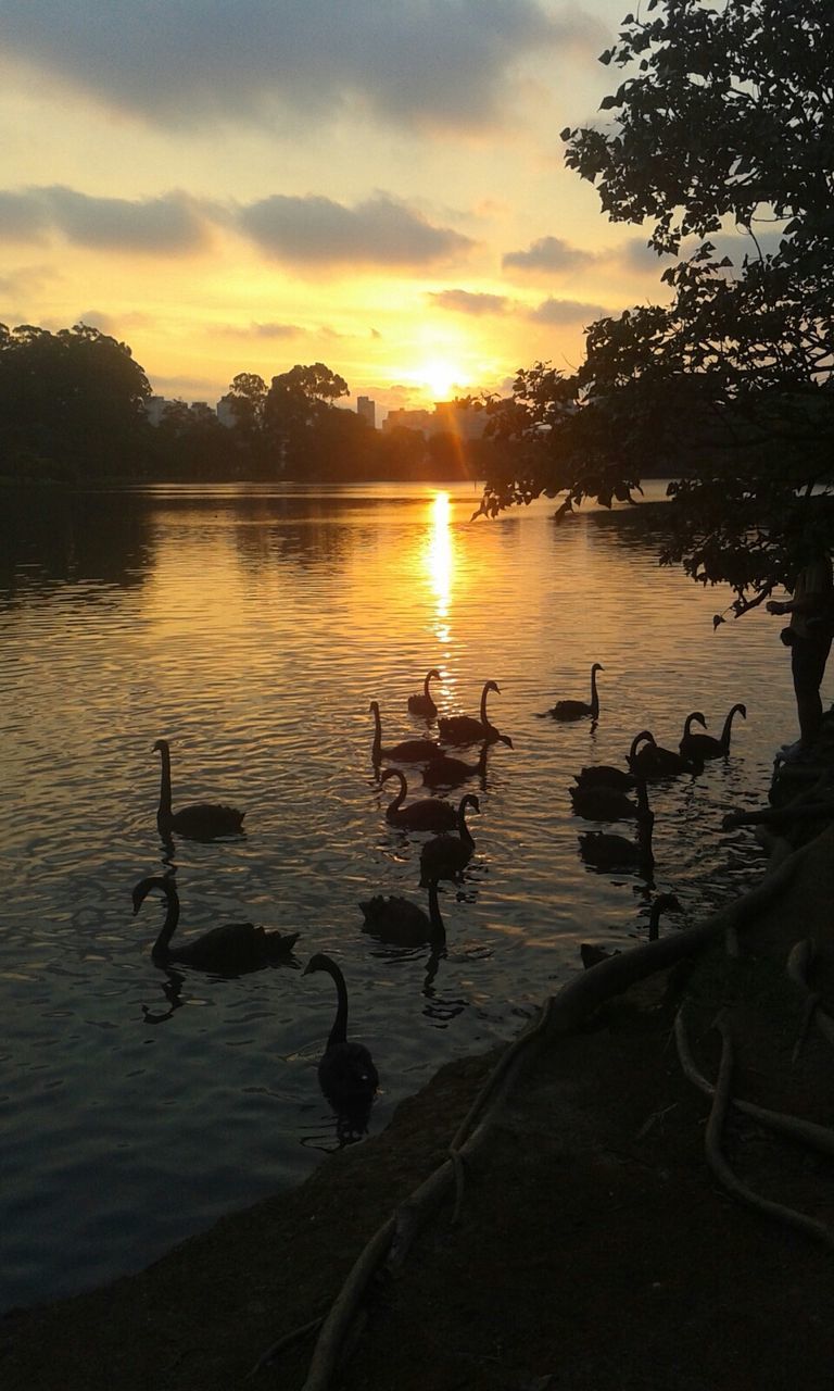 bird, water, sunset, animal themes, animals in the wild, lake, wildlife, sky, reflection, beauty in nature, tranquil scene, tranquility, duck, nature, scenics, silhouette, tree, swan, sun