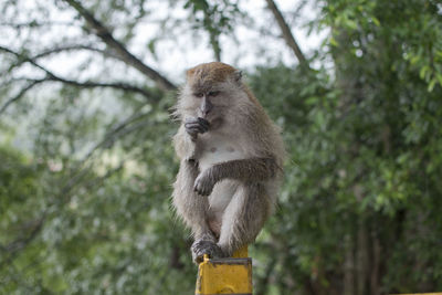 Monkey on tree