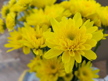 Close-up of yellow flowering plant