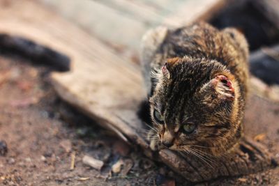 Close-up of a cat