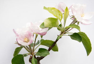 Close-up of pink flowering plant against white background