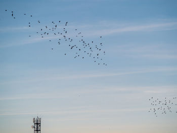 Low angle view of birds flying in sky