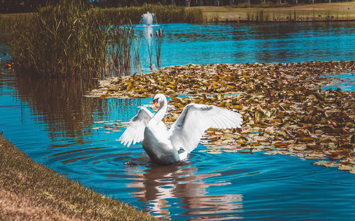 View of birds swimming in lake